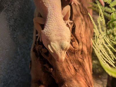 leopard gecko