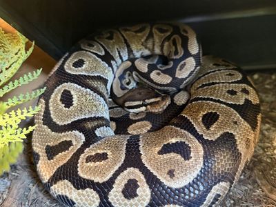 Ball Pythons