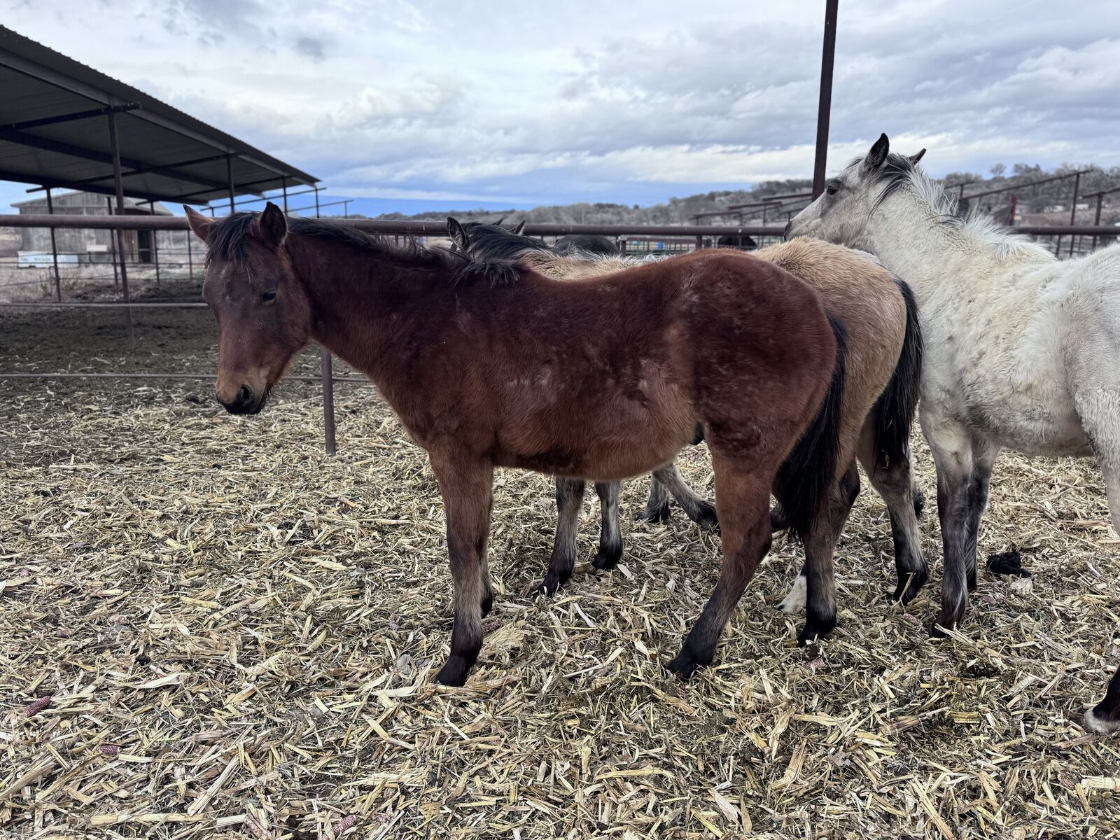 AQHA Colt