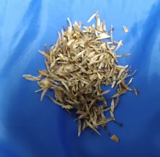 Vibrant Homegrown Mixed Zinnia Seeds – Pollinator Friendly!