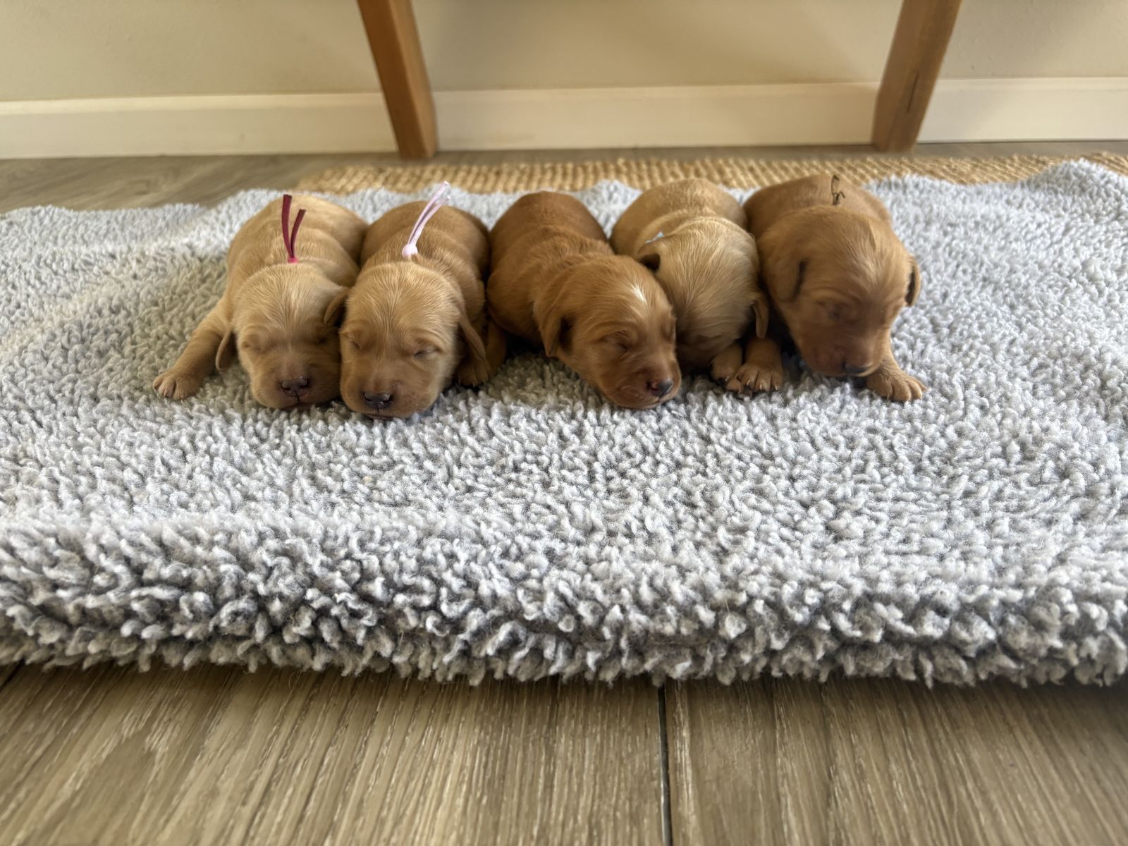 AKC Golden Retriever Puppies