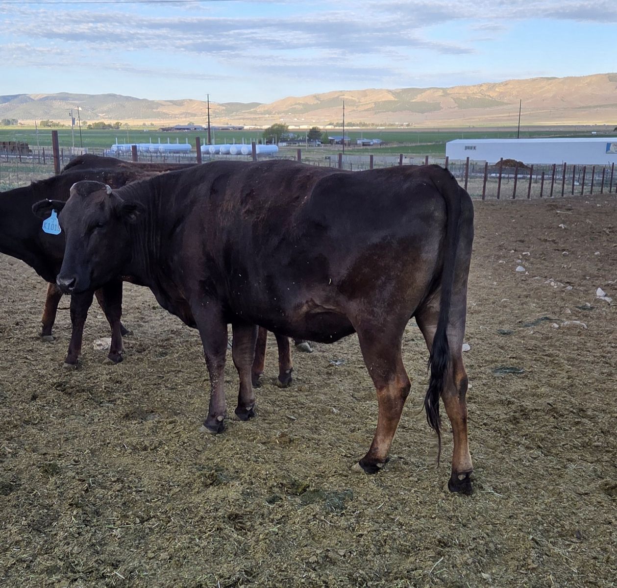 Fullblood Wagyu Cow