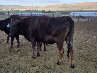 Fullblood Wagyu Cow