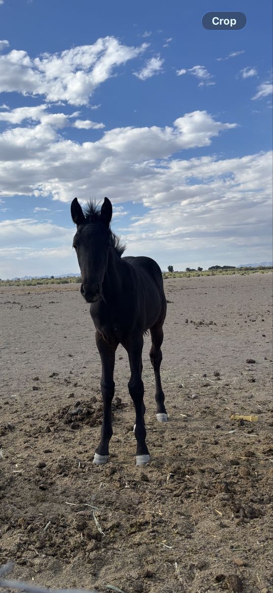 Yearling Blue Roan Stud Colt