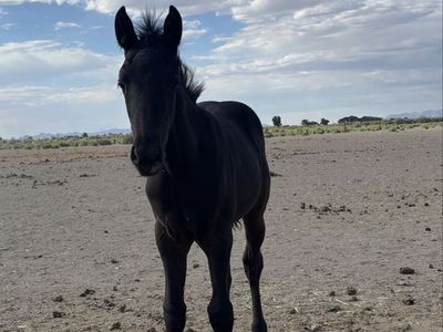 Yearling Blue Roan Stud Colt