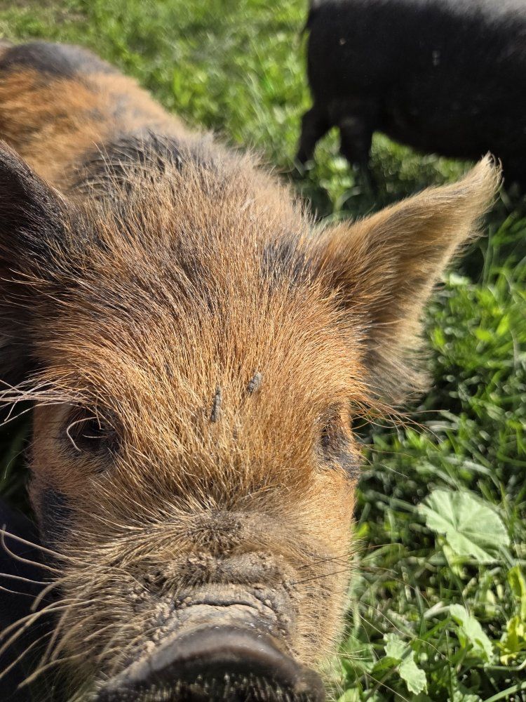 Kunekune Breeding Stock 