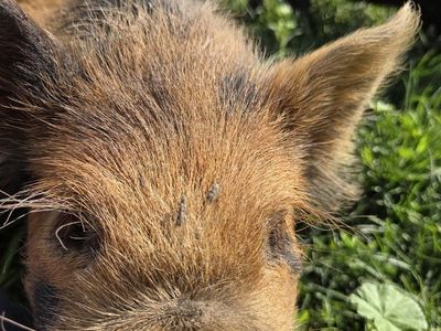 Kunekune Breeding Stock