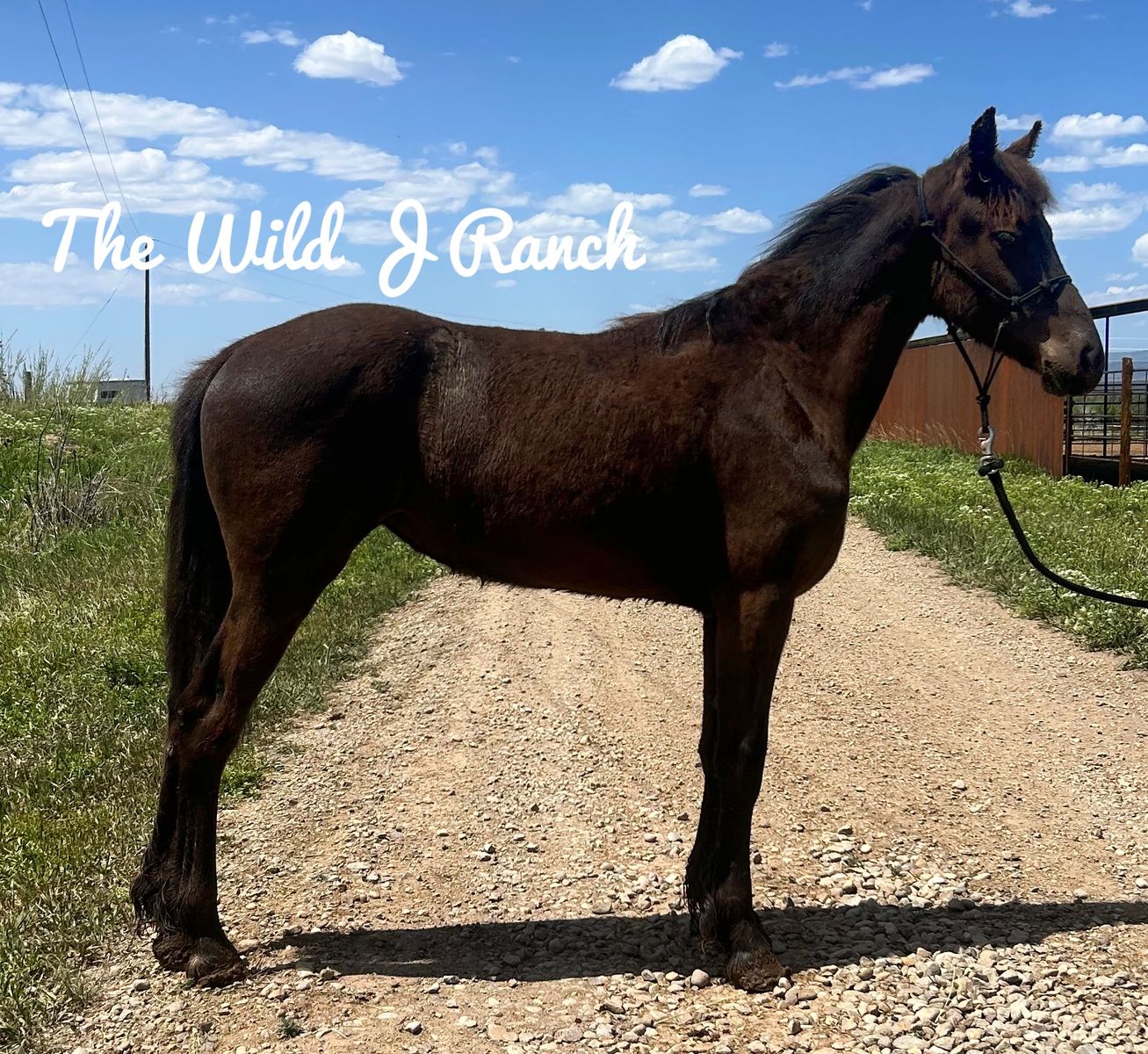 75% Friesian Filly