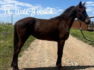 75% Friesian Filly
