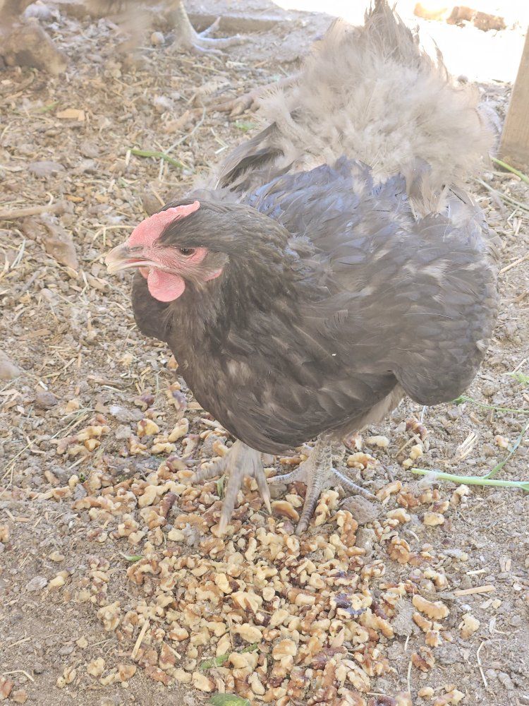Friendly Backyard Chicken Hens - Great Egg Layers & Pest Control