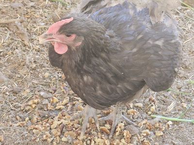 Friendly Backyard Chicken Hens - Great Egg Layers & Pest Control