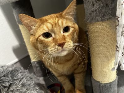 Hello my name is Koji