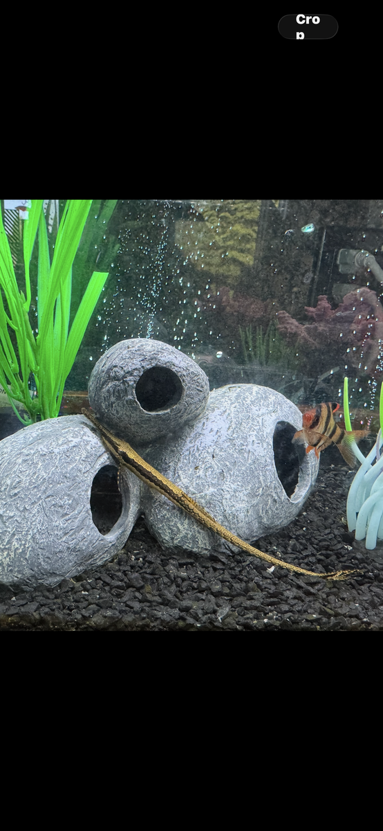 Topfin 10 gallon tank Aquarium with 4 fish