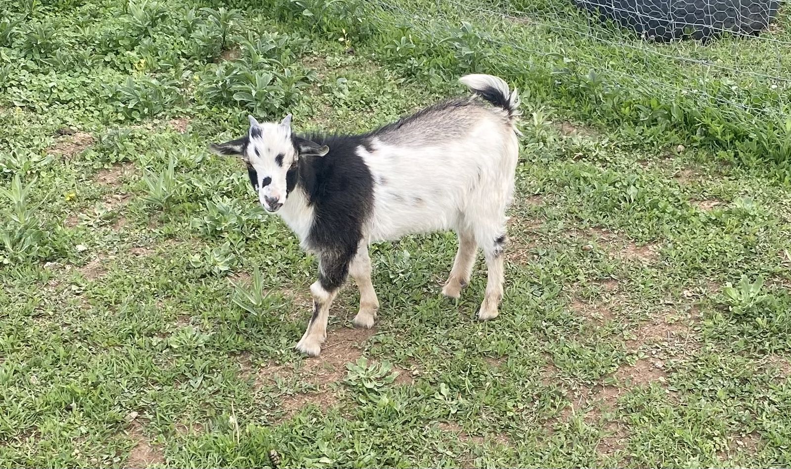 Nigerian Dwarf Wethers