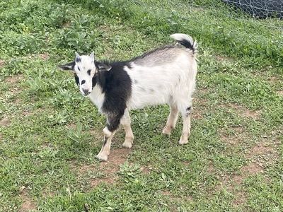 Nigerian Dwarf Wethers