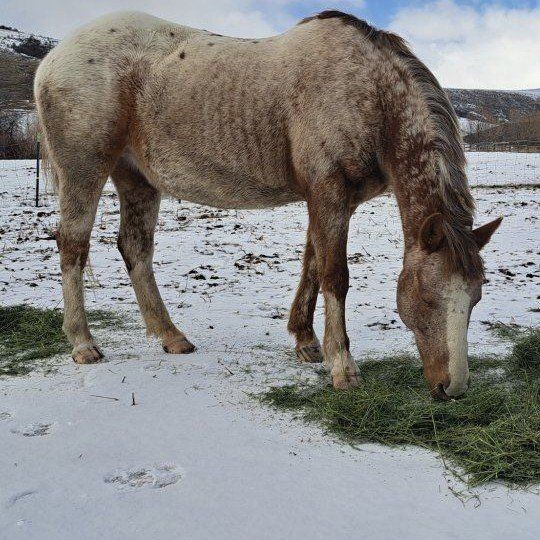 Broodmare for lease