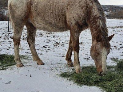 Broodmare for lease