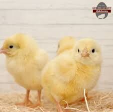 WHITE LEGHORN CHICKS