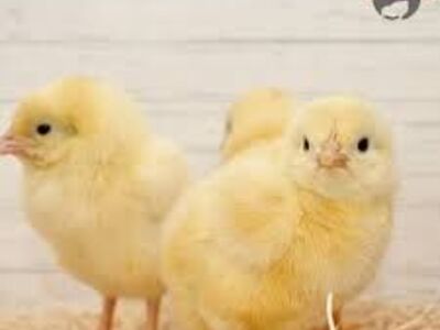 WHITE LEGHORN CHICKS