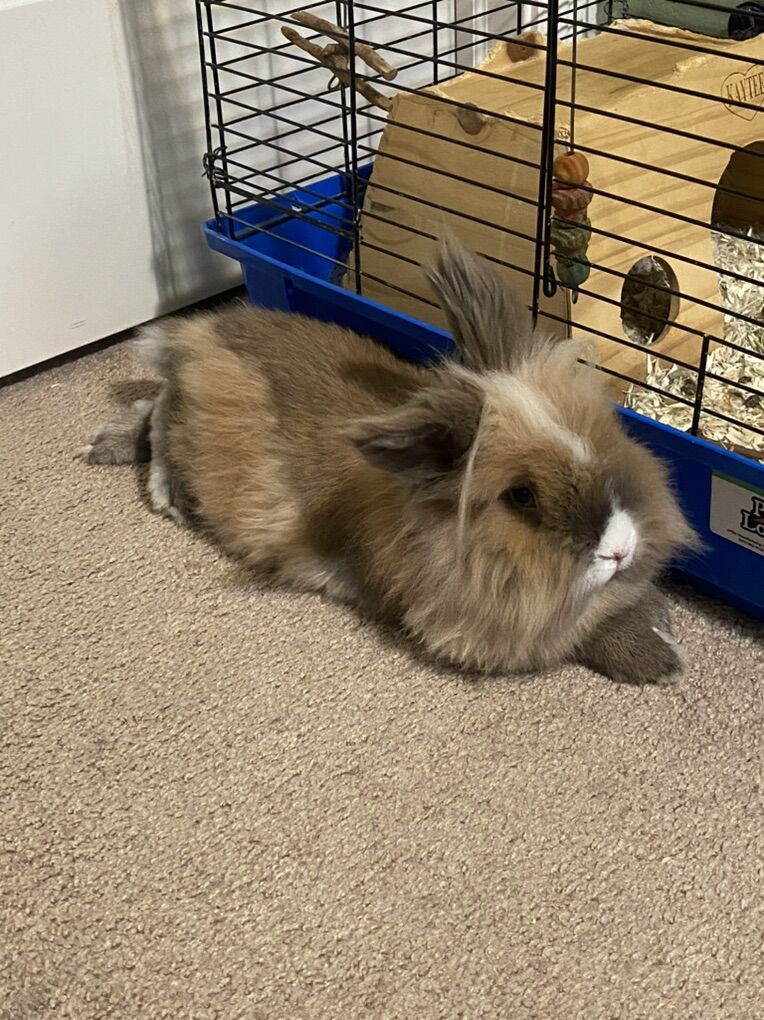Lion Hair Rabbit With Cage