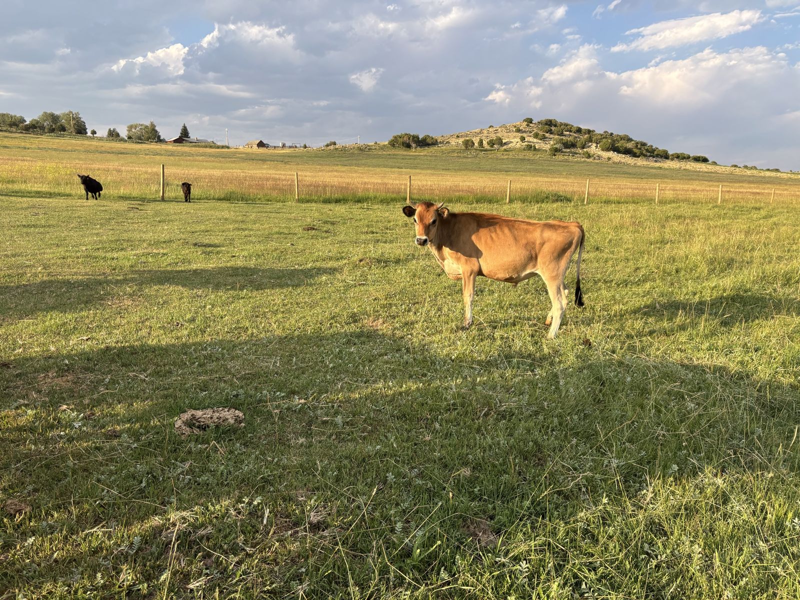 Jersey Steer Yearling