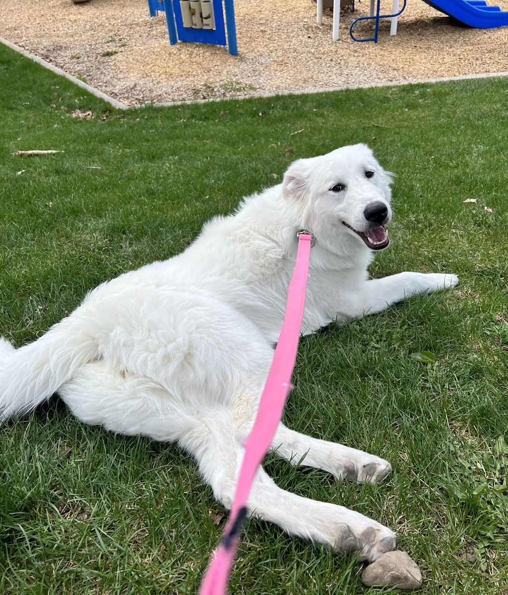 Great Pyreneese Rehoming