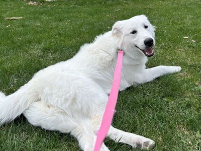 Great Pyreneese Rehoming