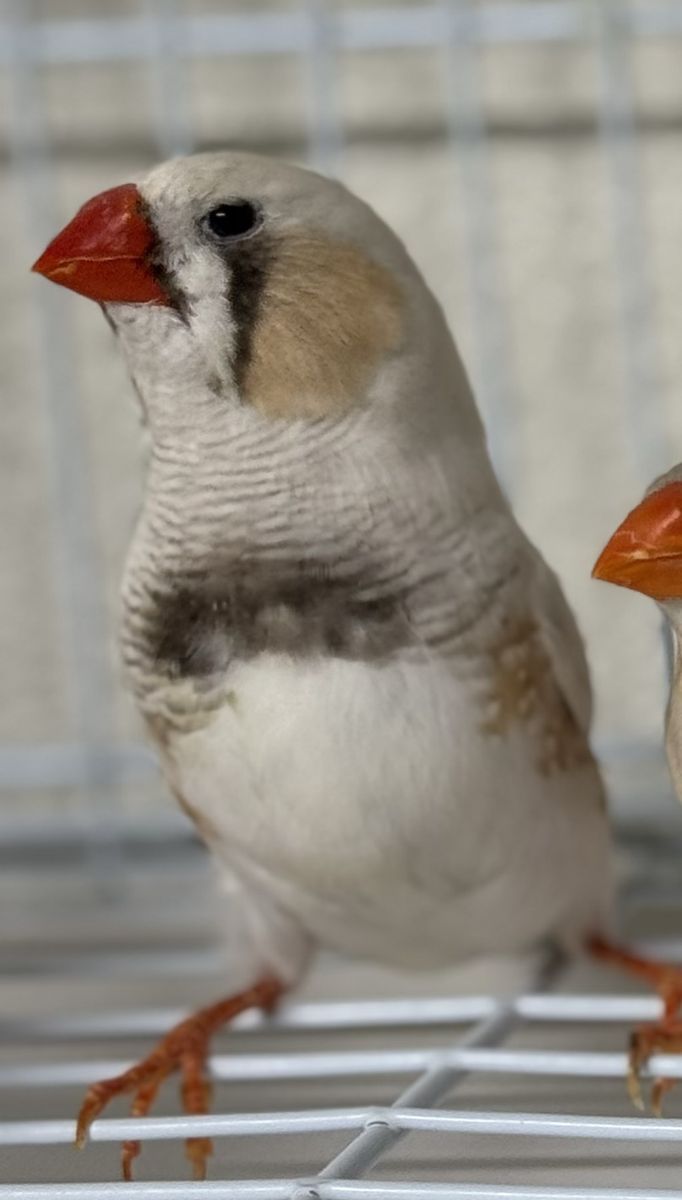 Zebra Finches (mutations)