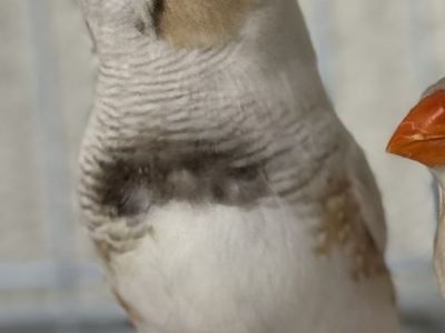 Zebra Finches (mutations)