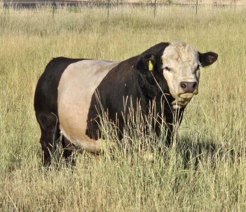 Mini - mid Panda Bull