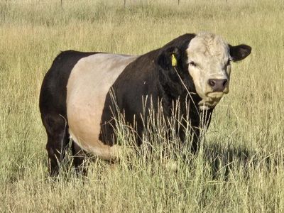 Mini - mid Panda Bull