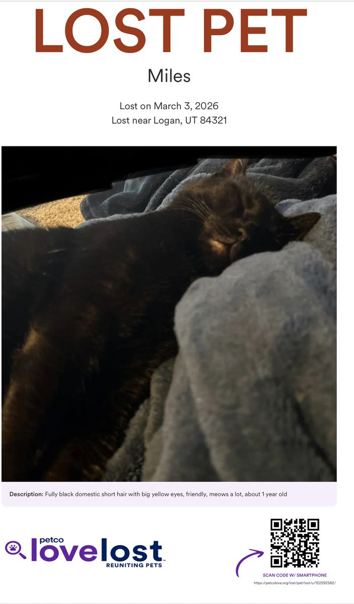 Black cat with yellow eyes