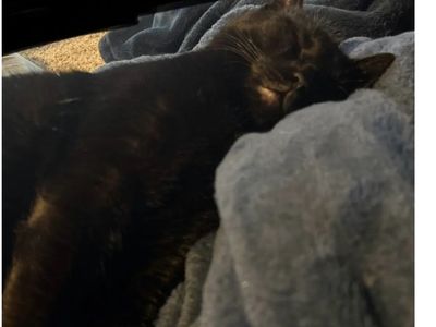 Black cat with yellow eyes