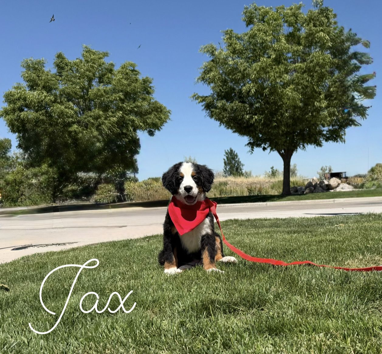Champion lines - AKC Bernese Mountain dog puppies