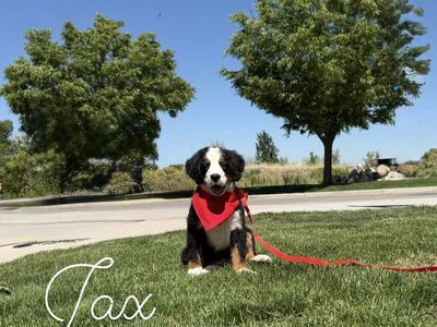 Champion lines - AKC Bernese Mountain dog puppies
