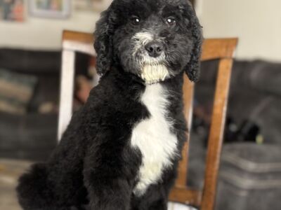 3.5 Month Old F1B Mini Sheepadoodle Male