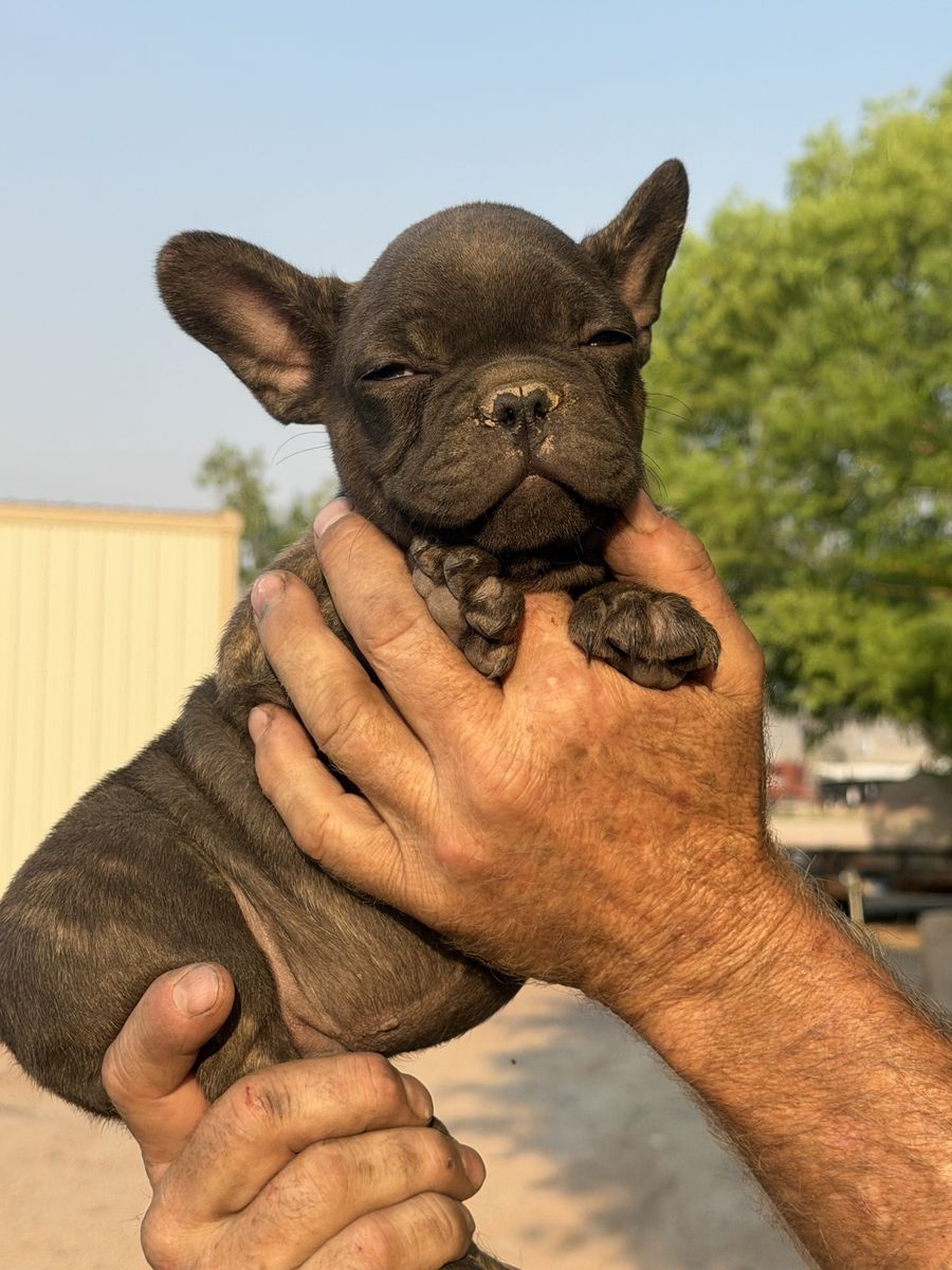 French Bulldog Puppies - Adorable & Playful Companions