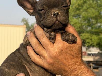 French Bulldog Puppies - Adorable & Playful Companions