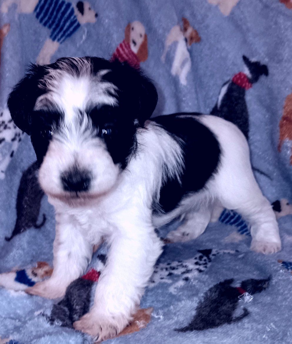 AKC MINIATURE SCHNAUZER  Mr Spike