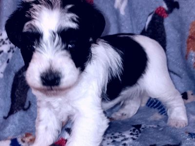 AKC MINIATURE SCHNAUZER Mr Spike