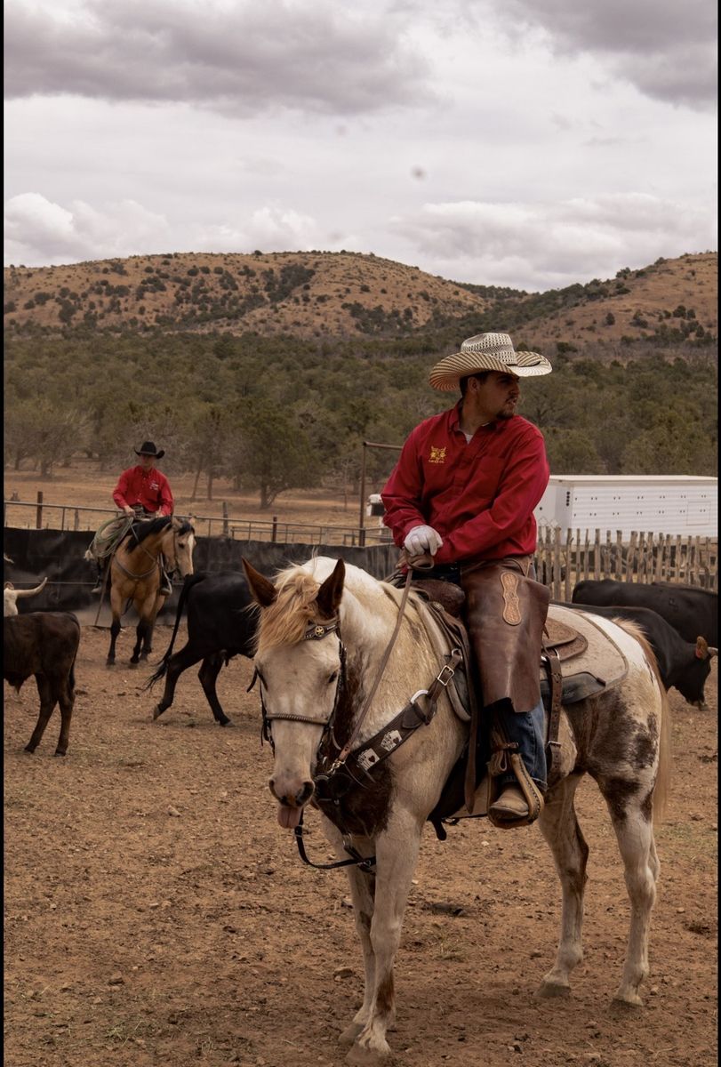 14 year old paint Ranch and trail horse