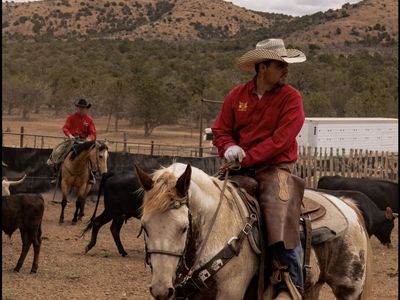 14 year old paint Ranch and trail horse