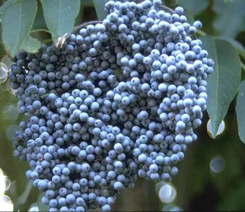 help Harvest Pears, Apples, Grapes, Gojis, Yellow Cornelian Cherries,Comfrey, , Taro Crabapple, Lemon Balm..buy plants,