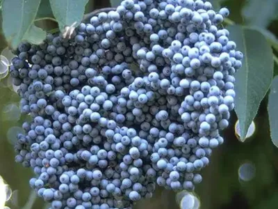 help Harvest Pears, Apples, Grapes, Gojis, Yellow Cornelian Cherries,Comfrey, , Taro Crabapple, Lemon Balm..buy plants,