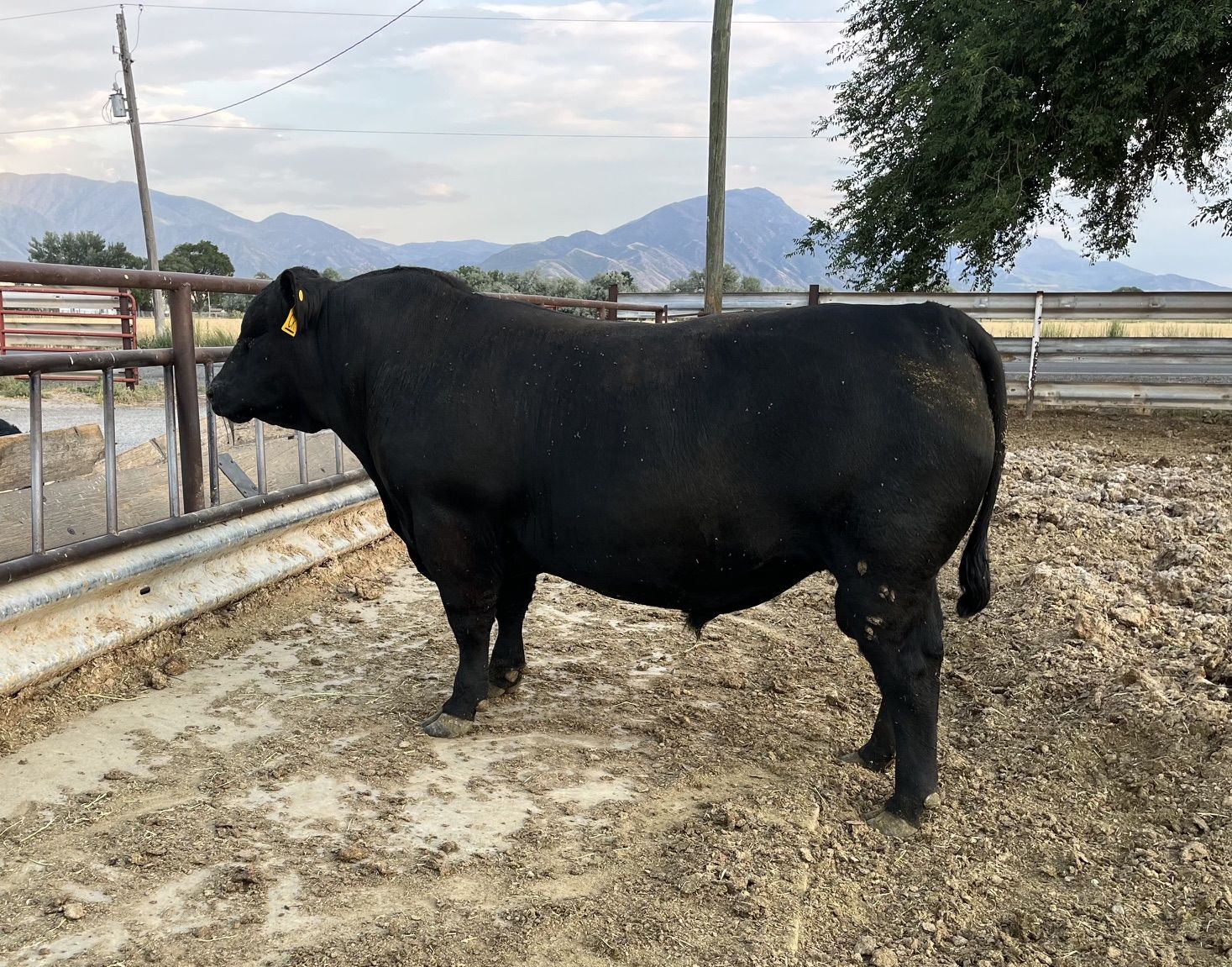 Purebred Angus Bull