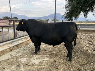 Purebred Angus Bull