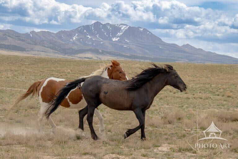 Running Wild Onaqui Horses