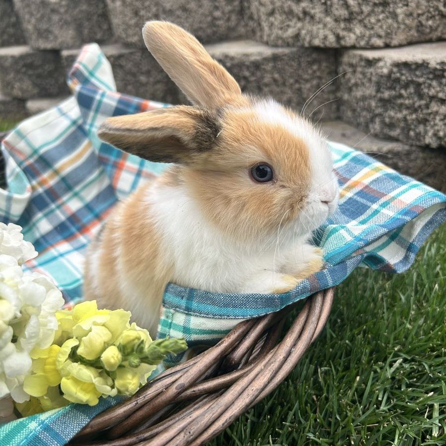 Holland Lop babies