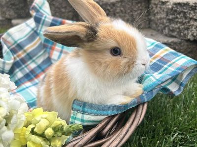 Holland Lop babies