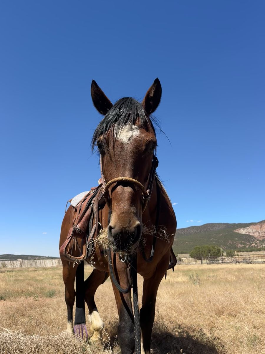 2014 Mustang Gelding